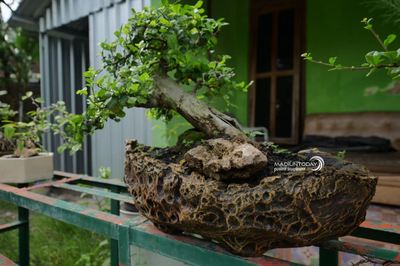 Detail Pot Bonsai Kecil Nomer 18