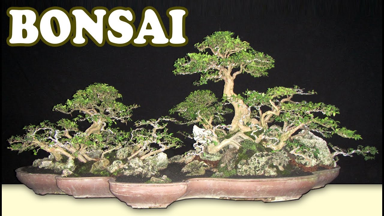 Detail Pot Bonsai Penjing Nomer 22