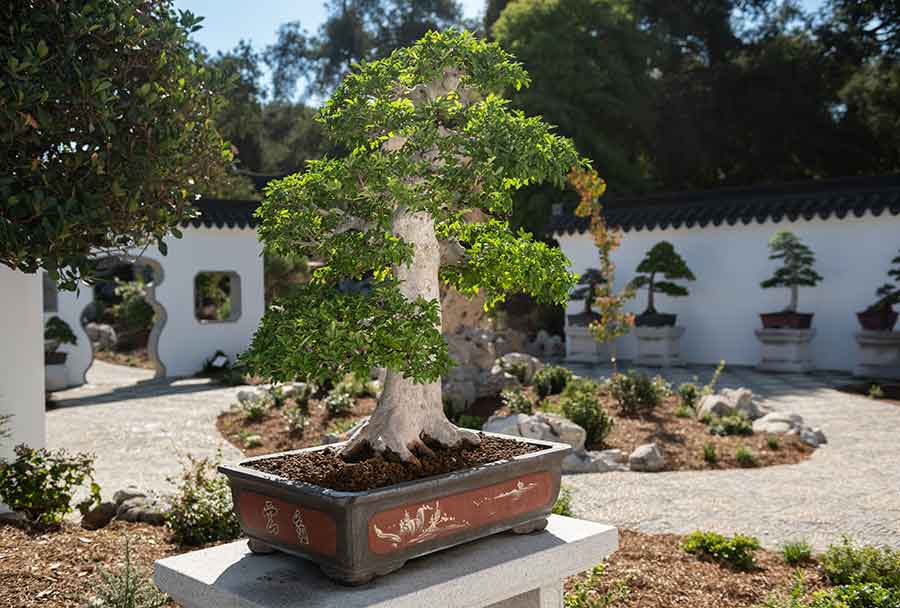 Detail Pot Bonsai Penjing Nomer 33