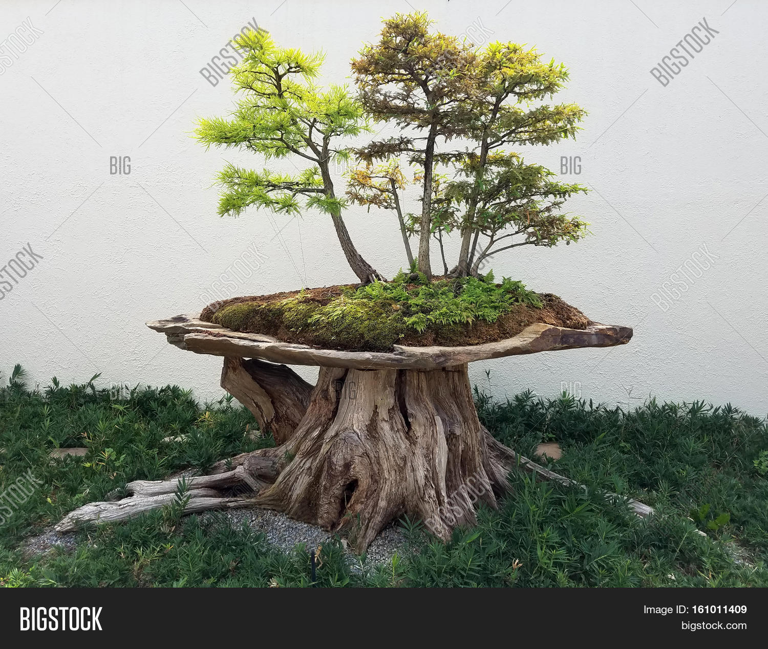 Detail Pot Bonsai Penjing Nomer 39