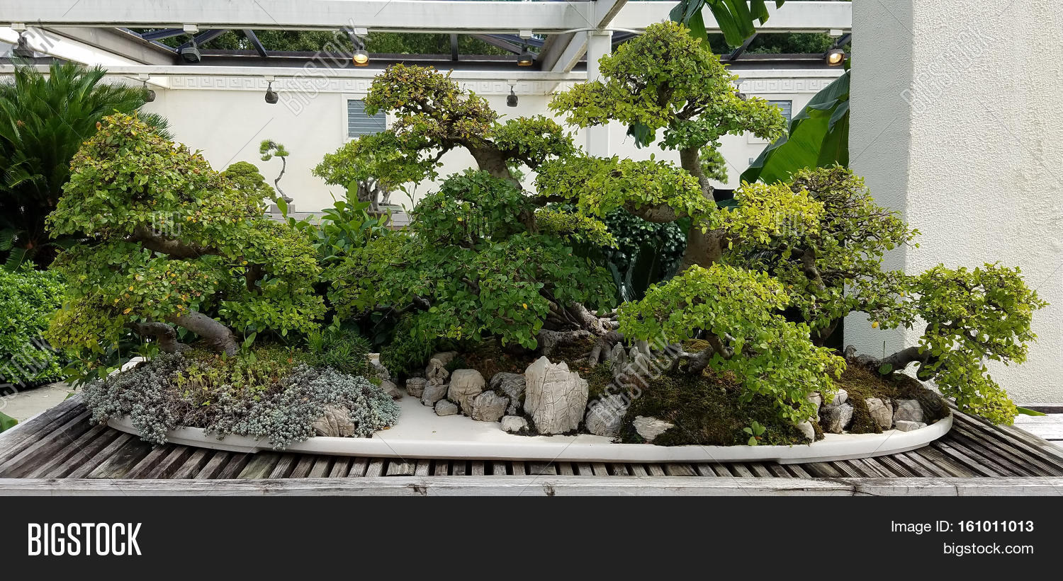 Detail Pot Bonsai Penjing Nomer 49