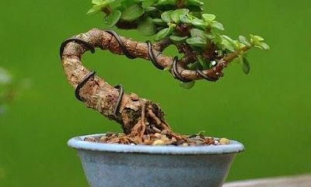 Detail Pot Bonsai Unik Nomer 15