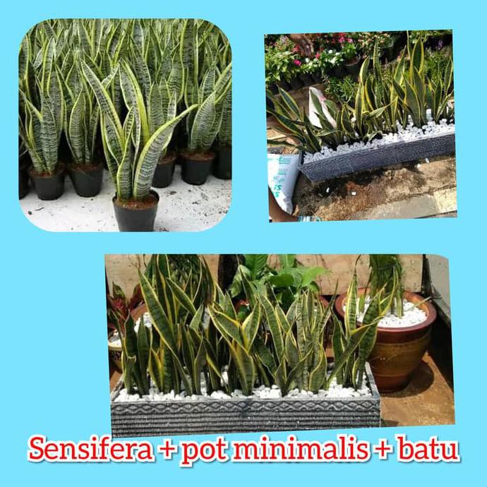 Detail Pot Bunga Batu Alam Nomer 17