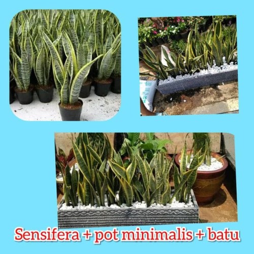 Detail Pot Bunga Batu Alam Minimalis Nomer 25