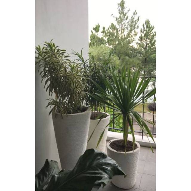 Detail Pot Bunga Di Teras Rumah Nomer 11