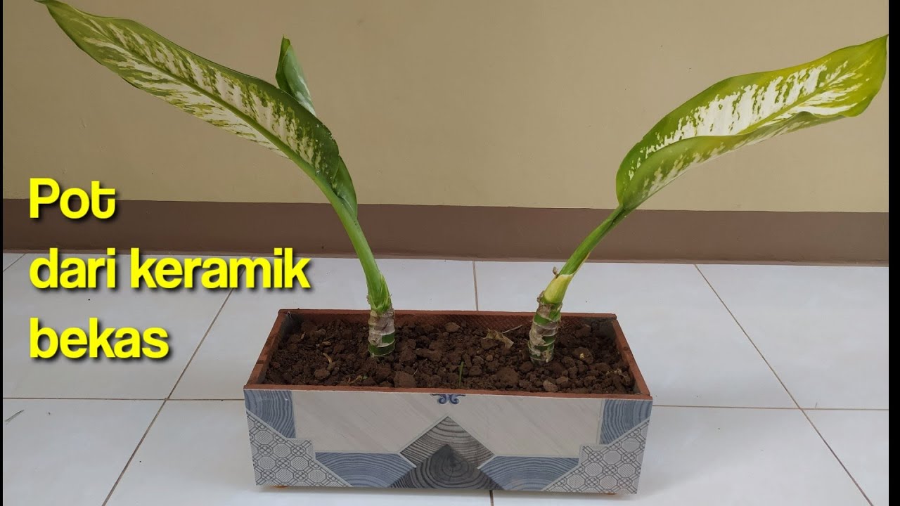 Detail Pot Bunga Keramik Nomer 51