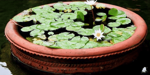 Detail Pot Bunga Teratai Nomer 30