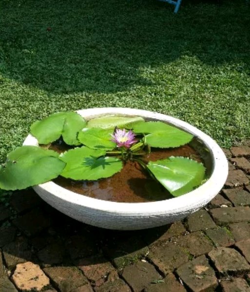 Detail Pot Bunga Teratai Nomer 5
