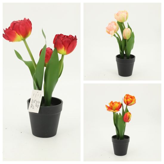 Detail Pot Bunga Tulip Nomer 10