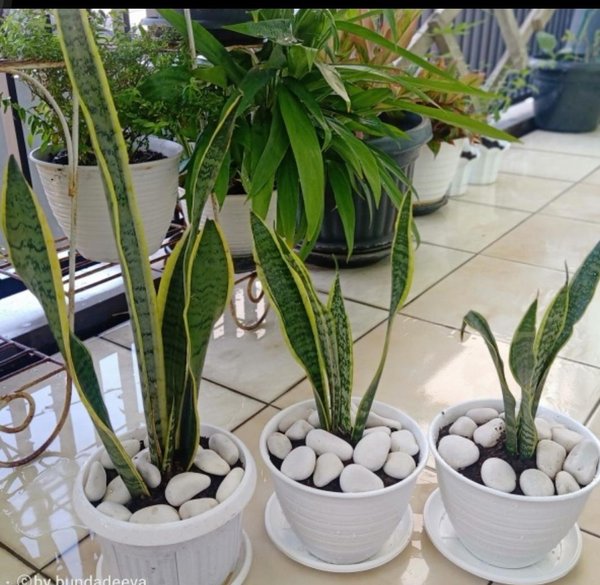 Detail Pot Dan Bunga Nomer 26