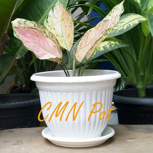 Detail Pot Dan Bunga Nomer 31