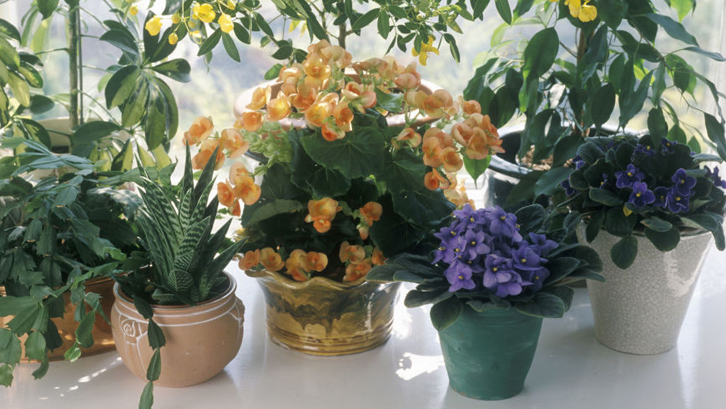 Detail Pot Dan Bunga Nomer 38