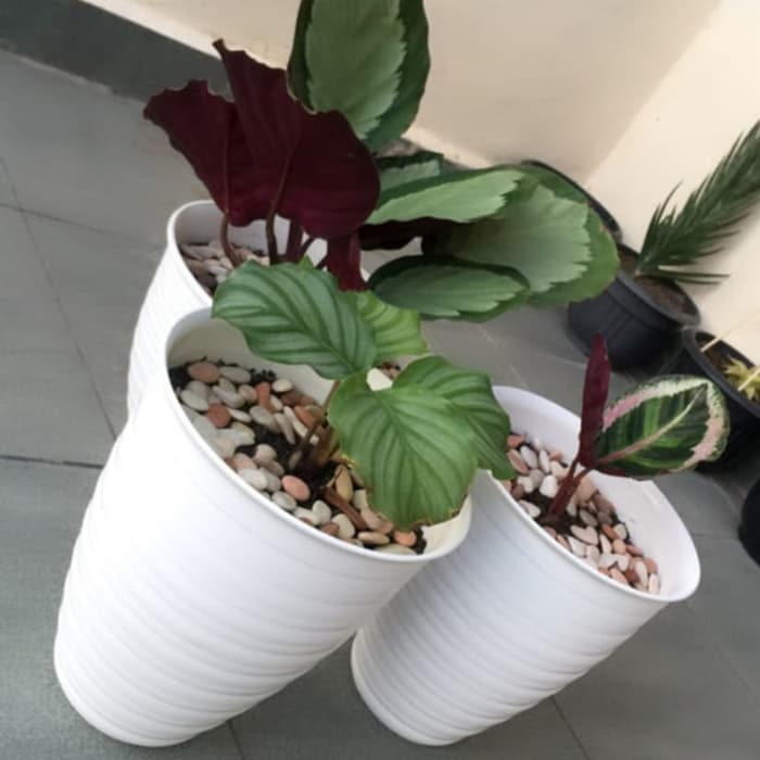 Detail Pot Dan Bunga Nomer 8