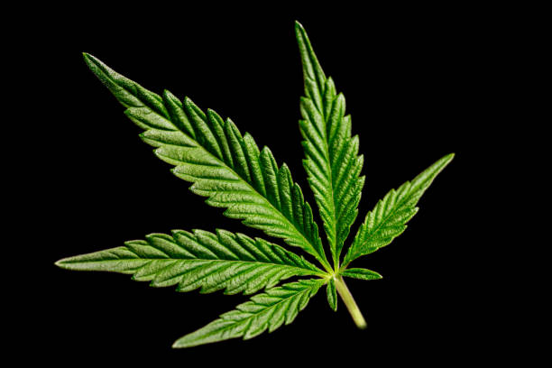 Detail Pot Leaf Backgrounds Nomer 16