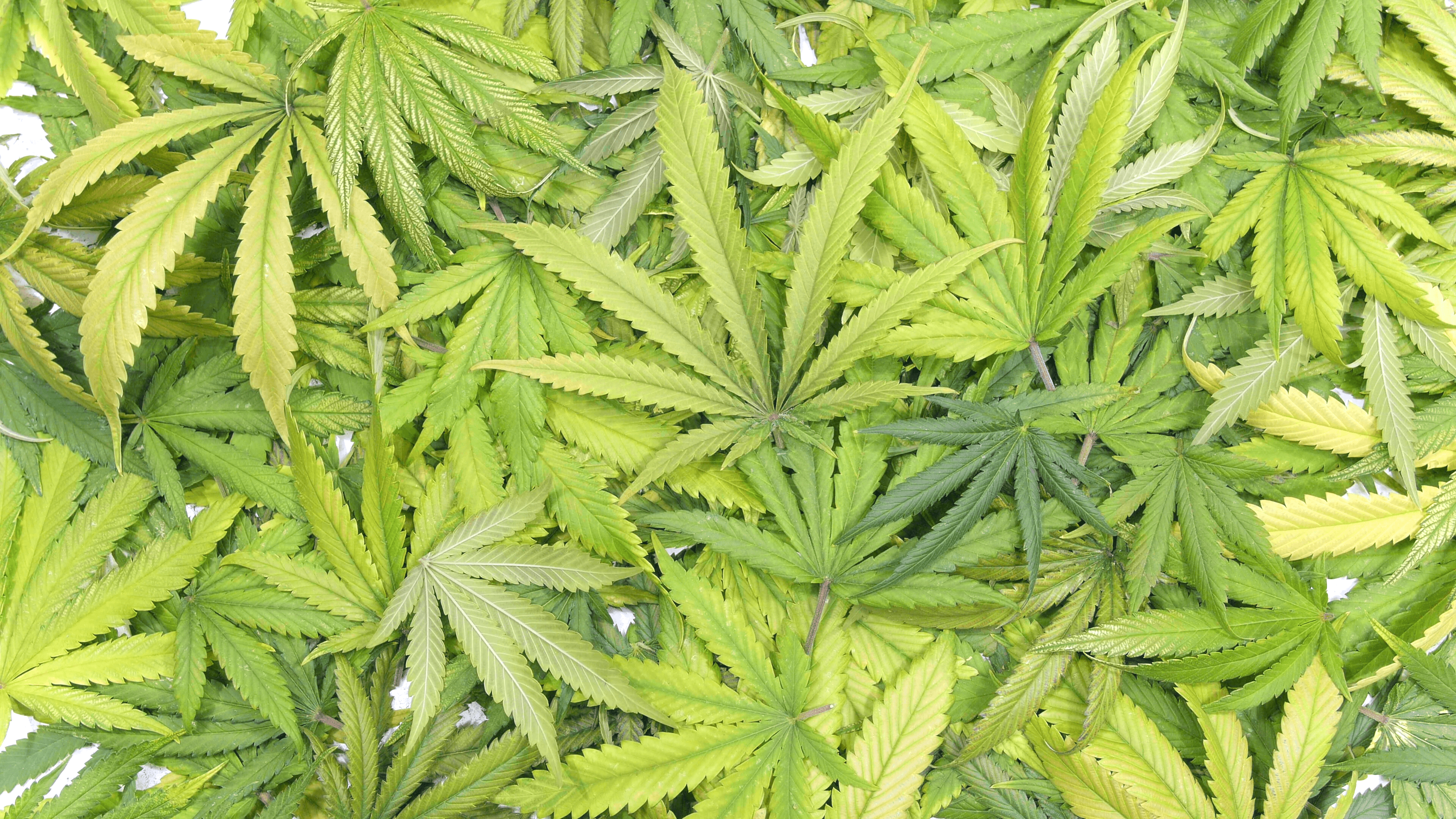 Detail Pot Leaf Backgrounds Nomer 36