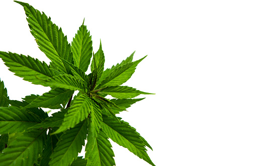 Detail Pot Leaf Backgrounds Nomer 54