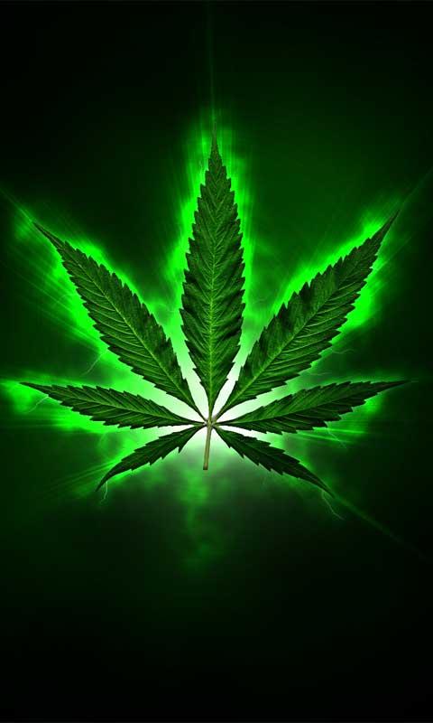 Detail Pot Leaf Backround Nomer 15