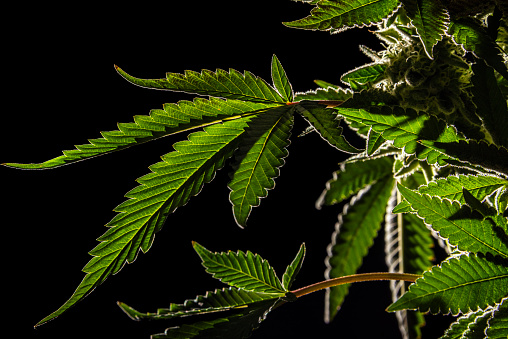 Detail Pot Leaf Backround Nomer 23