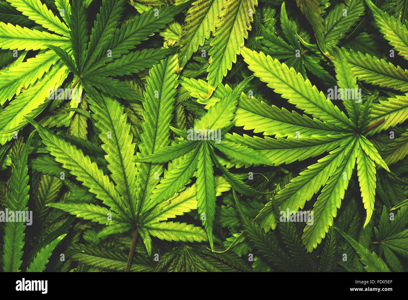 Detail Pot Leaf Backround Nomer 28