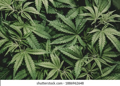Detail Pot Leaf Backround Nomer 42
