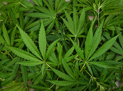 Detail Pot Leaf Backround Nomer 47