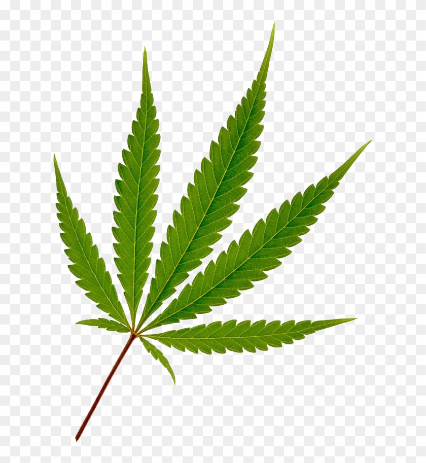 Detail Pot Leaf No Background Nomer 16