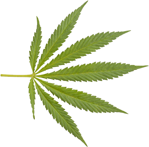 Detail Pot Leaf No Background Nomer 19