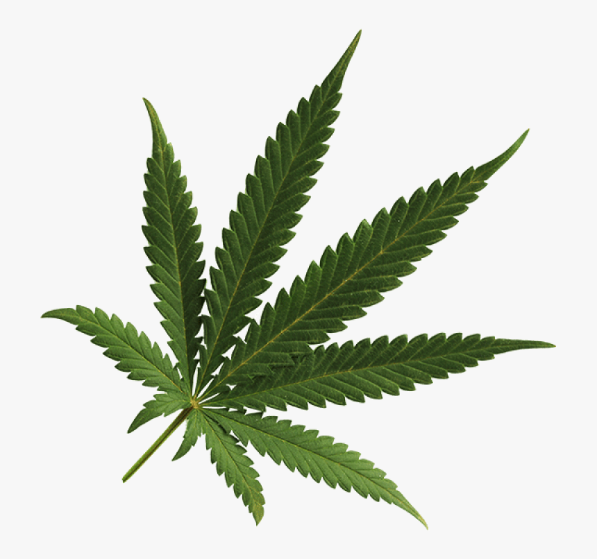 Detail Pot Leaf No Background Nomer 8