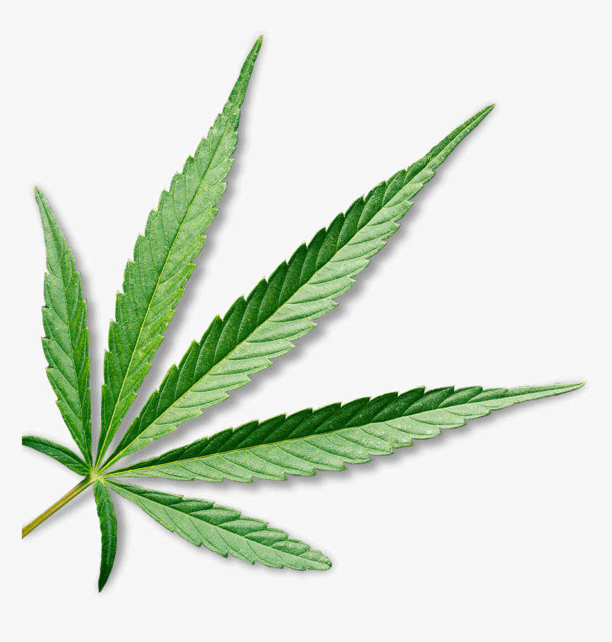 Detail Pot Leaf Transparent Background Nomer 15
