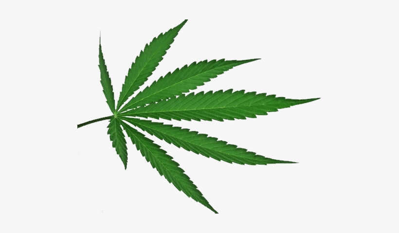 Detail Pot Leaf Transparent Background Nomer 16