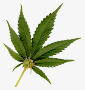 Detail Pot Leaf Transparent Background Nomer 21