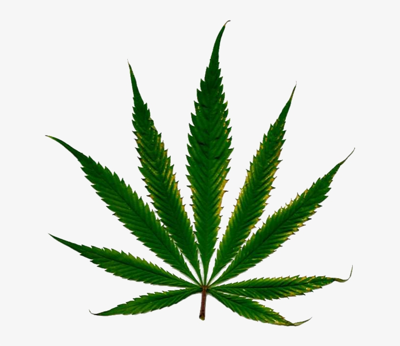 Detail Pot Leaf Transparent Background Nomer 26