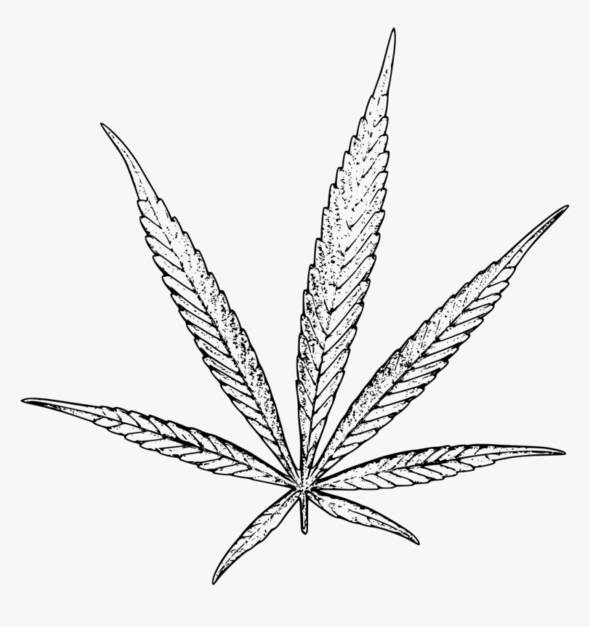 Detail Pot Leaf Transparent Background Nomer 35