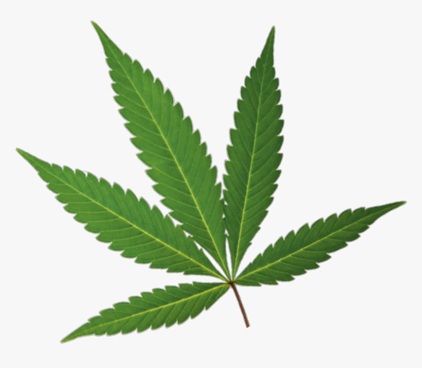 Detail Pot Leaf Transparent Background Nomer 39