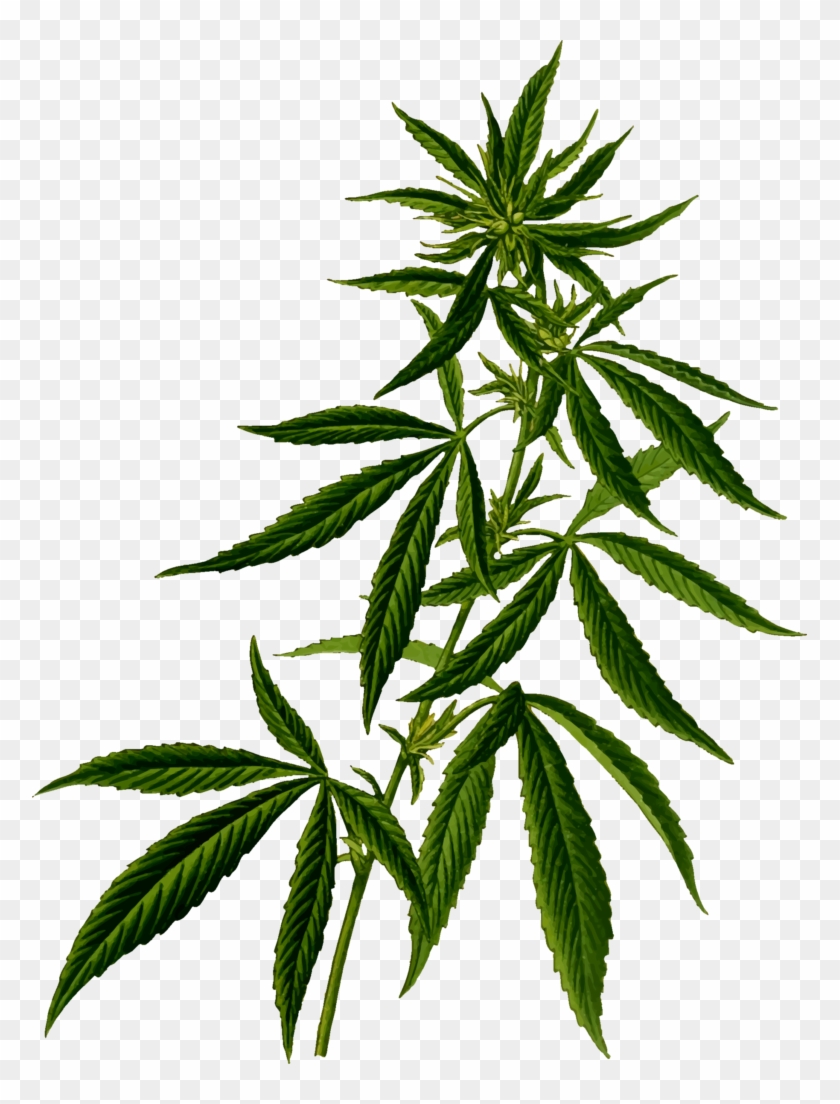 Detail Pot Leaf Transparent Background Nomer 43
