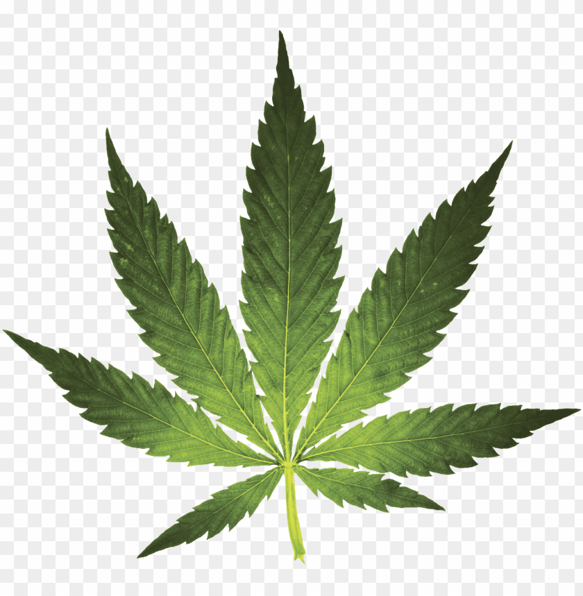 Detail Pot Leaf Transparent Background Nomer 5