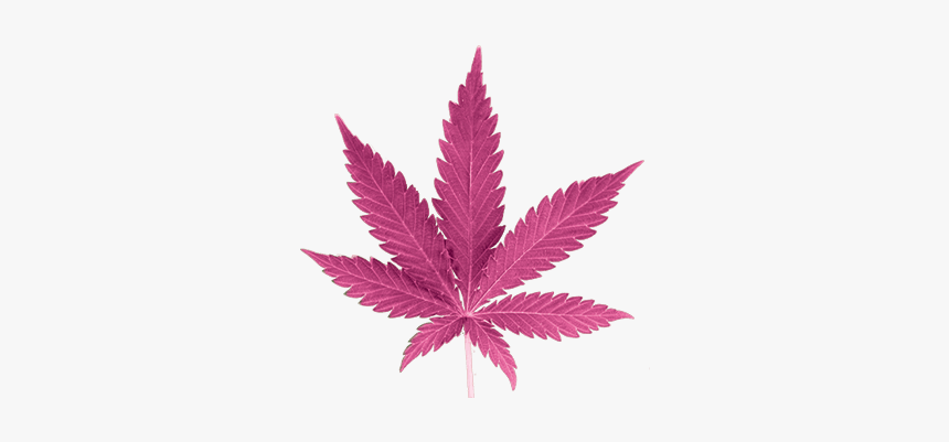 Detail Pot Leaf Transparent Background Nomer 54