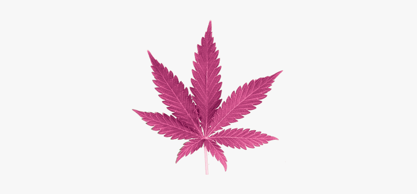 Detail Pot Leaf Transparent Png Nomer 35