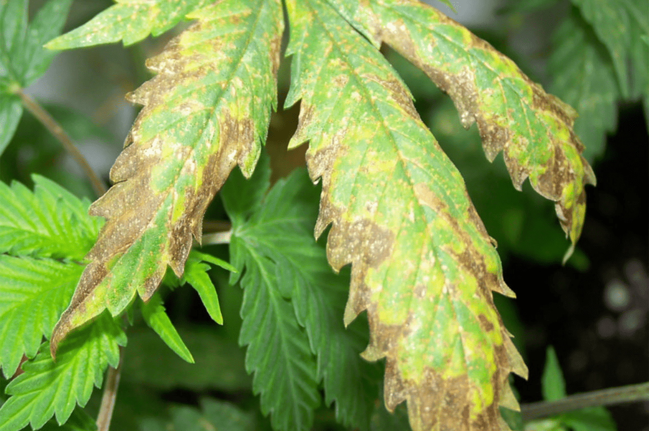 Detail Pot Leaves Pics Nomer 53