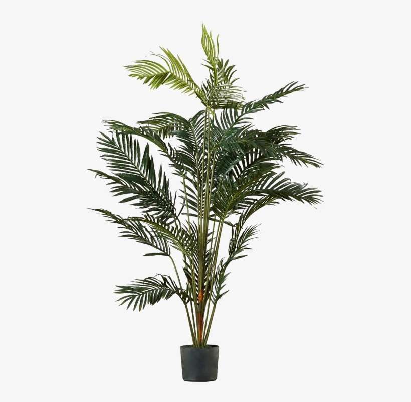 Detail Pot Plant Png Nomer 49