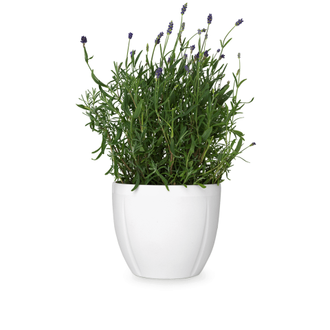Detail Pot Transparent Background Nomer 23