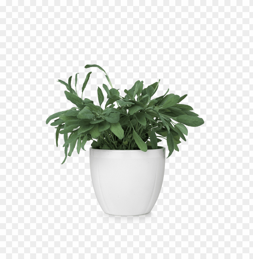 Detail Pot Transparent Background Nomer 47