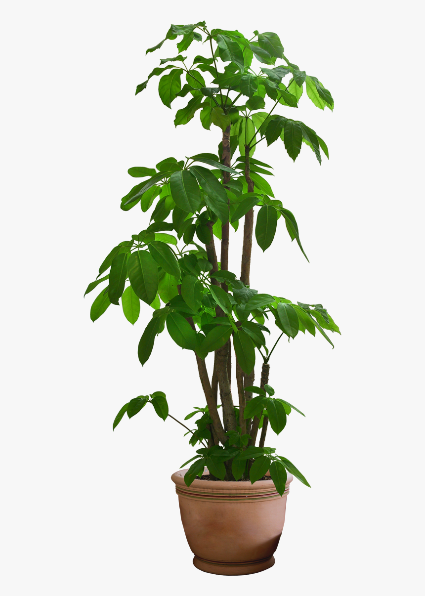 Detail Pot Transparent Background Nomer 51