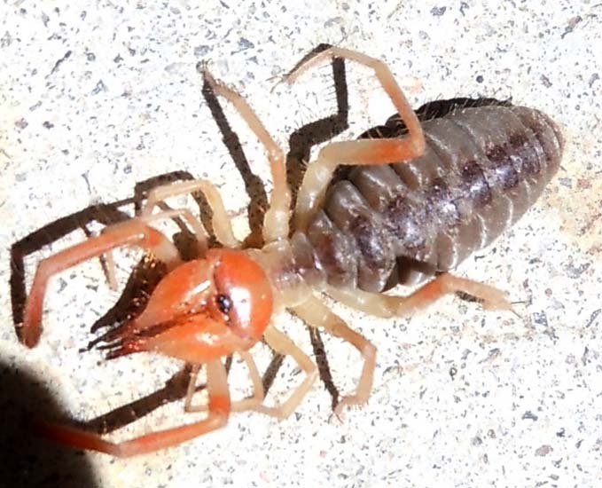 Potato Bug Vs Camel Spider - KibrisPDR