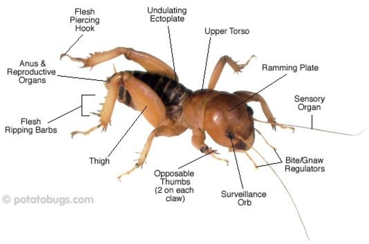 Detail Potato Bug Vs Camel Spider Nomer 8