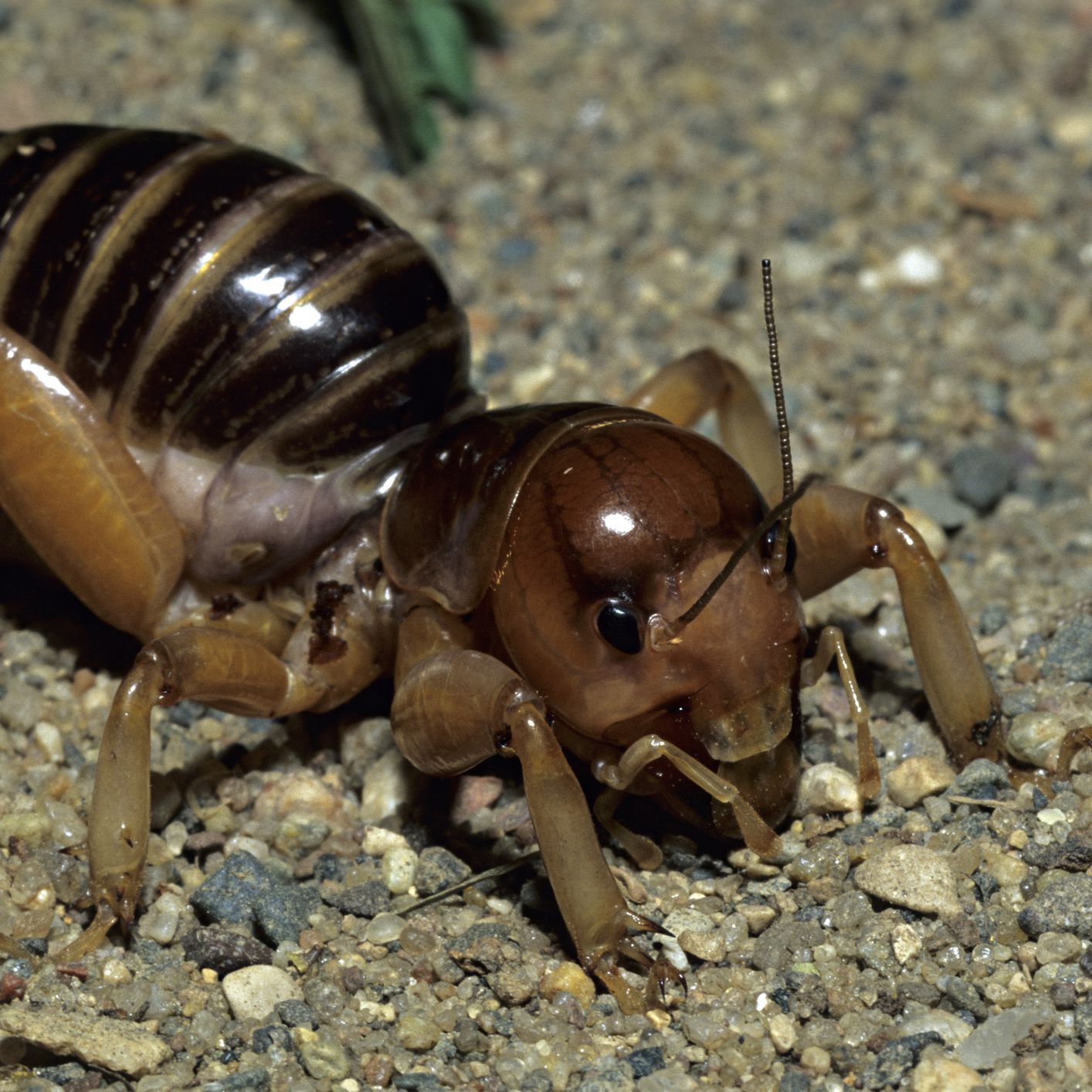 Detail Potato Bug Vs Camel Spider Nomer 14