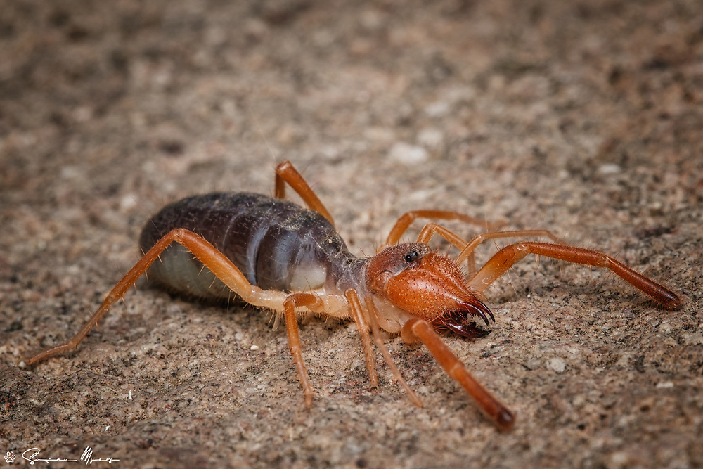 Detail Potato Bug Vs Camel Spider Nomer 43