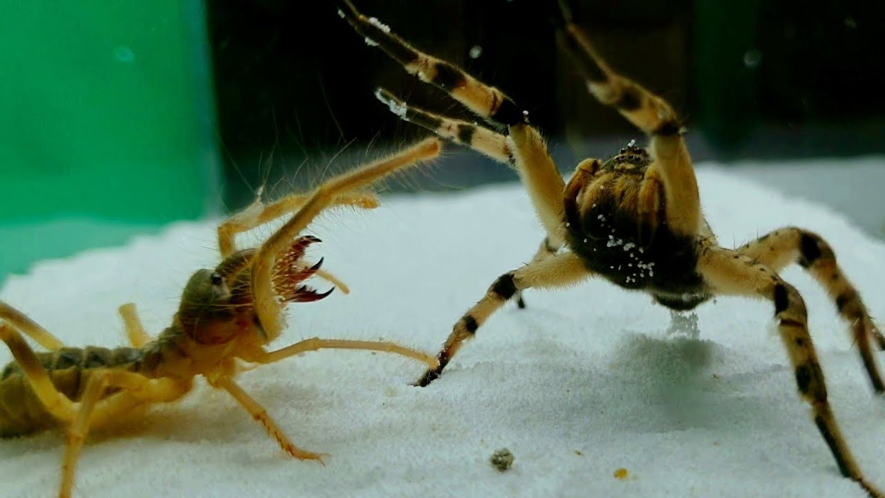 Detail Potato Bug Vs Camel Spider Nomer 46