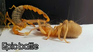 Detail Potato Bug Vs Camel Spider Nomer 5