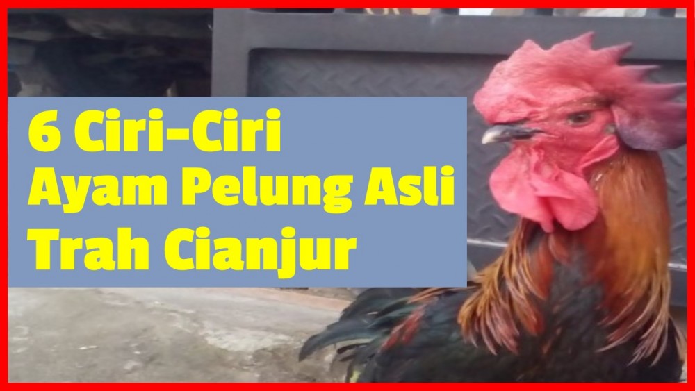 Detail Poto Ayam Pelung Nomer 28